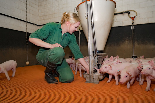 Futterhygiene in der Schweinehaltung, junge Frau kontrolliert Futterautomaten in der Ferkelbucht
