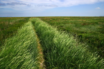 Nationalpark,Wattenmeer,Salzwiesen,Strandhafer