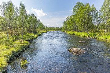 River flowing through a beautiful birch forest