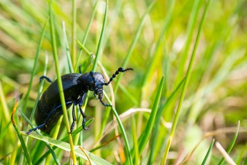 Schwarzblauer Ölkäfer oder Schwarzer Maiwurm (Meloe proscarabaeus), Männchen, sitzt im Gras einer Wiese auf der Insel Hiddensee, Mecklenburg-Vorpommern, Deutschland, Europa 