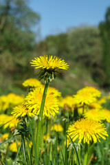Close up at Dandelions on a meadow