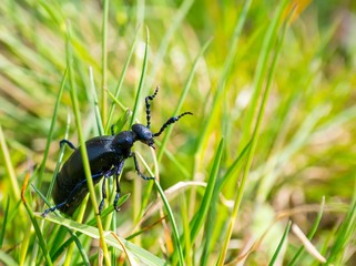 Schwarzblauer Ölkäfer oder Schwarzer Maiwurm (Meloe proscarabaeus), Männchen, sitzt im Gras einer Wiese auf der Insel Hiddensee, Mecklenburg-Vorpommern, Deutschland, Europa 