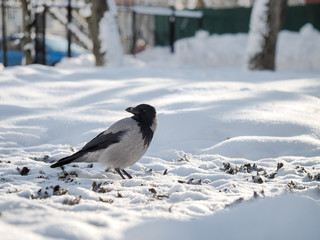 Bird crow winter in the Park.
