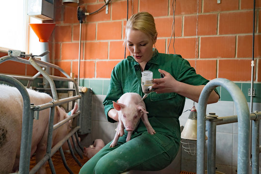 Antibiotikaeinsatz in der Massentierhaltung, junge Frau behandelt Saugferkel
