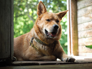 Big red dog in the open door of the village house