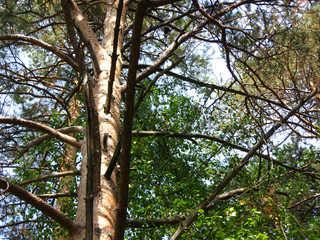 Fototapeta premium Pine-01