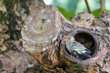 Newborn or Baby Green pigeons bird watching the forest on the tree in the garden.