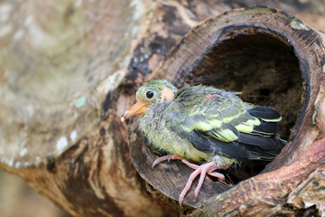 Newborn or Baby Green pigeons bird on the tree in the garden.Nature background.