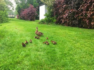 Enten Mama mit ihren Kinder