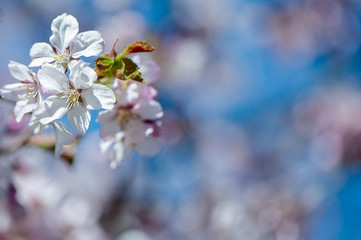 Floral spring gentle background, blooming cherry sakura branches in blue and pink tones. Space for text