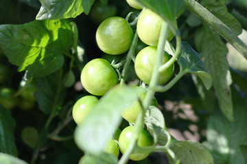 A bunch of green tomatoes on the branches in the vegetable garden 2