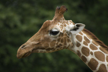 Fototapeta na wymiar Giraffe's portrait