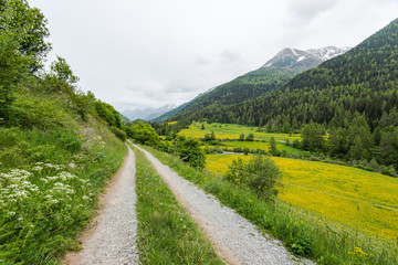 Fototapeta na wymiar Rural road and flowering meadows in Switzerland