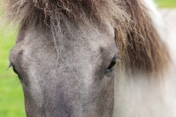 Gray Icelandic horse. Close-up of the head and eye