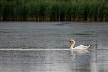 Łabędź © Konrad