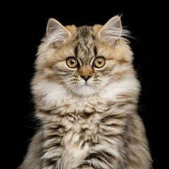 Portrait of Furry Kitten Curious Looking in camera on Isolated Black Backgroundon
