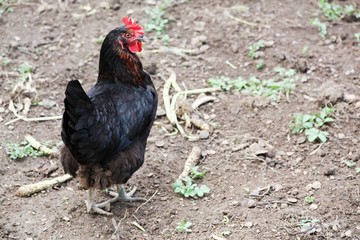 Chicken hen in a garden