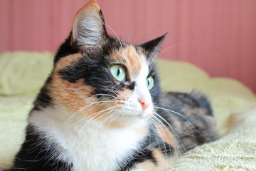 Young domestic cat of black-and-red color close-up. Russia, 2018.