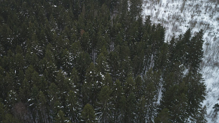 aerial view of winter fir forest on a cloudy day