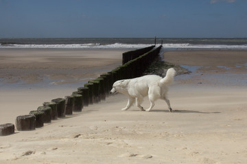dog on the beach Zeeland