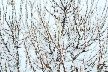Fototapeta premium Frozen branches of sea-buckthorn close-up under the snow. Russia, January, 2018.