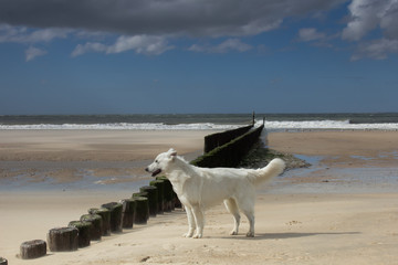 Swiss white shepherd on beach with blue sky