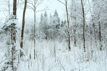 Snow-covered fairy forest. Landscape. Russia, January, 2018.