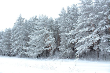 Snow-covered fairy forest. Landscape. Russia, January, 2018.