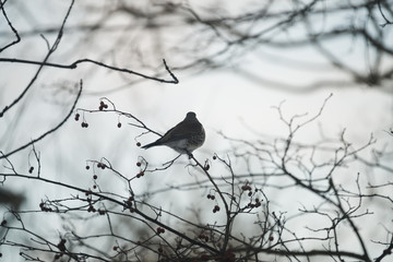 catbird sitting on branch on a winter day