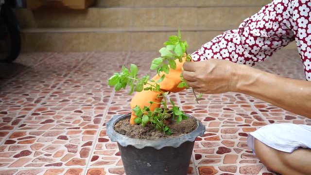 Hand planting an organic Celery plant
