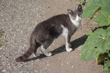 Cat уличные кошки