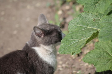 Cat уличные кошки