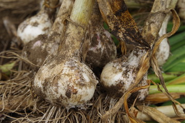 Fototapeta premium 収穫後のニンニク