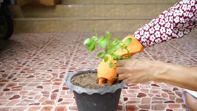 Hand planting an organic Celery plant

