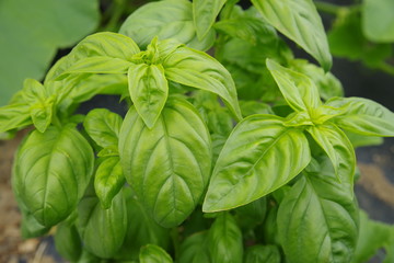 畑のバジル