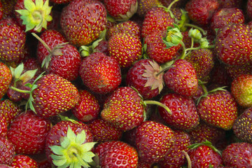 Garden strawberries