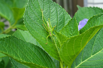 Tokyo,Japan-June 17, 2018: Closeup of Hydrangea macrophylla Blaumeise and locust