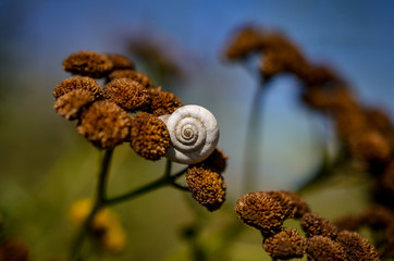 white snail house hides in brown plant