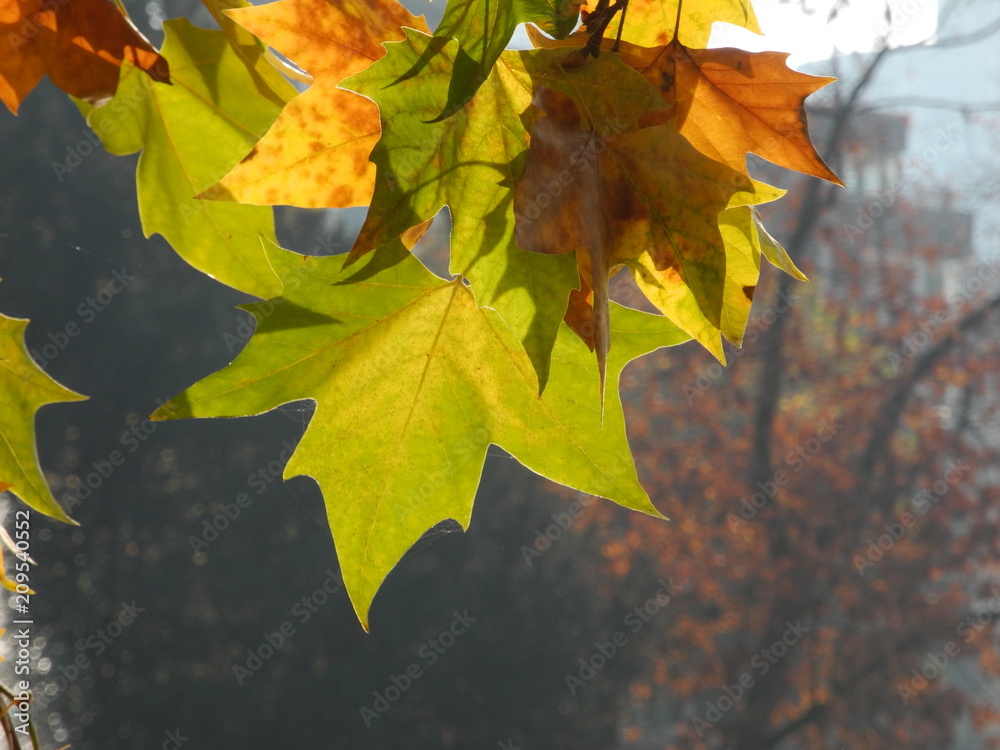 Wall mural Platane im Herbst