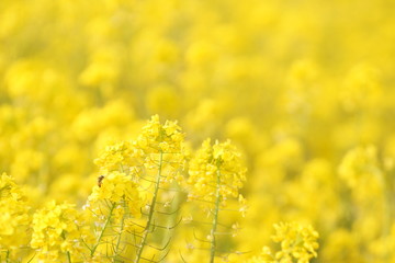 一面に咲く菜の花
