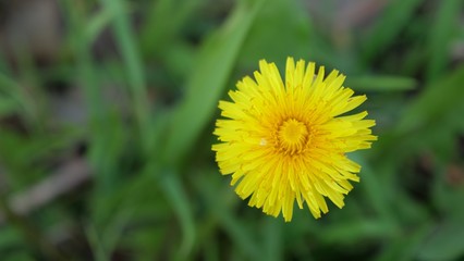 Yellow dandelion