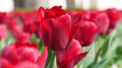 Red tulips
