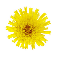 An unidentified yellow flower isolated on white background. Close-up of a plant photographed from above