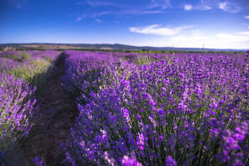 Fototapeta na wymiar Beautiful lavender field summer landscape near Burgas, Bulgaria. Looks like Provence France