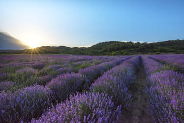 Naklejka na ściany i meble Beautiful sunset lavender field summer landscape near Burgas, Bulgaria. Looks like Provence France