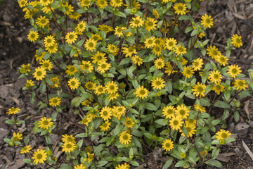 Small flowers of yellow daisy.