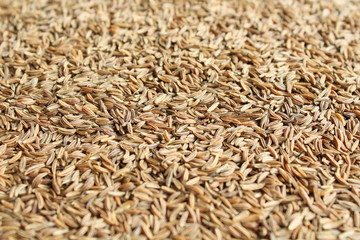 Caraway. Seeds of cumin close-up. Background.
