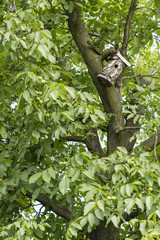 Bird booth on walnut stem.
