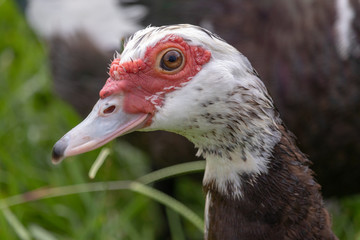 Duck Close up