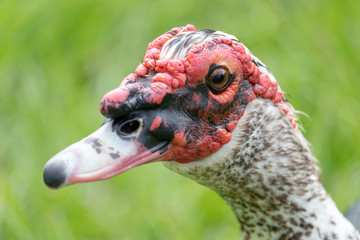 Duck closeup